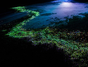 Das Grass als glitzernder Streifen aus Tausenden funkelnden Wassertropfen in der Lichtkunst GLOWING SEAS von Andreas Juergens. Photo v. Jan Lorenz. 